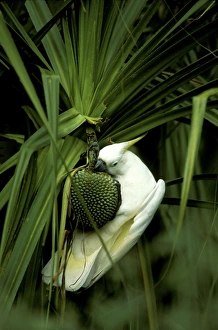 Sulphur-crested Cockatoo - Feeding on River pandanus nut (Pandanus aquaticus) Sulphur-crested Cockatoo - Feeding on River pandanus nut (Pandanus aquaticus)