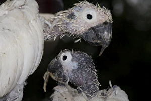 Two Sulphur-crested Cockatoos - suffering from Psittacine Beak-and-Feather Disease (PBFD) Two Sulphur-crested Cockatoos - suffering from Psittacine Beak-and-Feather Disease (PBFD)