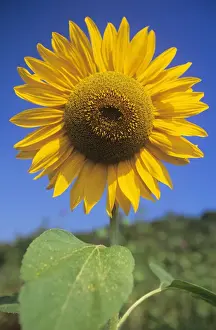 Botanical Garden Images Prints: Sunflower