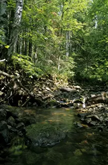 Mixed Forest Ecosystem Prints: Sunlight on small stream in a forest
