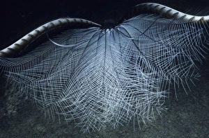 Superb Lyrebird - in courtship display, inverts tail over back and droops wings Superb Lyrebird - in courtship display, inverts tail over back and droops wings