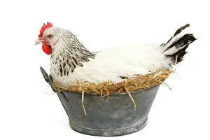 Sussex Chicken - sitting on next in tin bucket Sussex Chicken - sitting on next in tin bucket