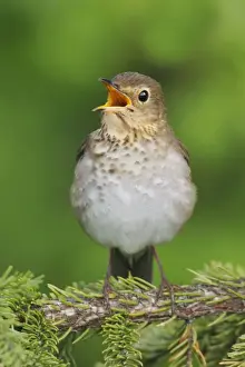 Nature Prints For Home Decor Prints: Swainson's Thrush
