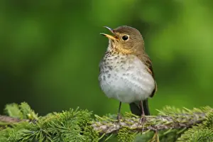 Nature Photography Artwork Prints: Swainson's Thrush - singing