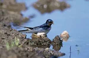 Chris Knights Photographer Prints: Swallow