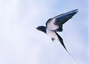 Insect Eating Birds Prints: Swallow In flight