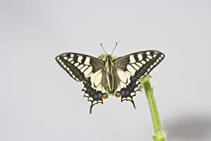 Butterfly Conservation Images Prints: Swallowtail 005681