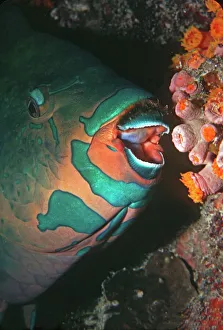 Swarthy Parrotfish - about to bite into a coral polyp. The fish does not devour the coral but the algae that lives in Swarthy Parrotfish - about to bite into a coral polyp. The fish does not devour the coral but the algae that lives in
