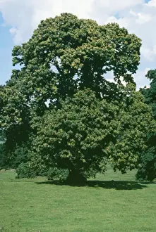 Castanea Sativa Images Prints: Sweet Chestnut