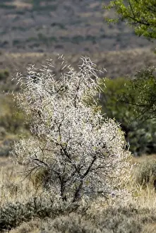 African National Park Scenery Prints: Sweet thorn bush showing the formidable array of thorns
