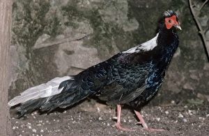 Swinhoes Pheasant Swinhoes Pheasant