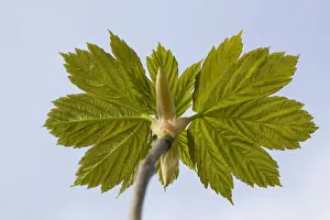 Sycamore Maple Tree Prints: Sycamore Maple Tree - leaves in spring