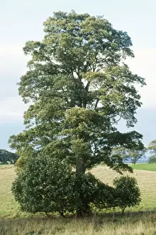 European Trees Prints: Sycamore Tree