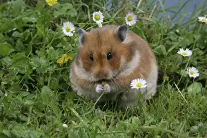 John Daniels Wildlife Photos Prints: Syrian Hamster