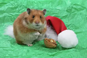 Prints of JD-18548 Syrian Hamster with Christmas hat and walnut Mesocricetus auratus John Daniels Please note that prints are for personal display purposes only and may not be reproduced in any way. Calomyscidae Prints: Syrian Hamster with Christmas hat and walnut Print