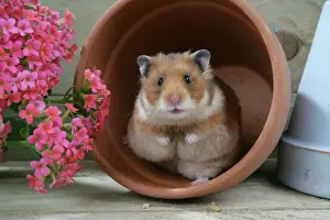 Prints of JD-18539 Syrian Hamster in flowerpot Mesocricetus auratus John Daniels Please note that prints are for personal display purposes only and may not be reproduced in any way. Muridae Prints: Syrian Hamster in Flowerpot Print JD-18539