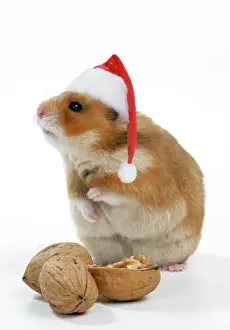 Prints of JD-18549-m Syrian Hamster with walnuts and Christmas hats Mesocricetus auratus John Daniels Please note that prints are for personal display purposes only and may not be reproduced in any way Calomyscidae Prints: Syrian Hamster Print with Walnuts and Christmas Hats