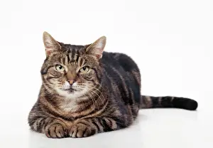 Tabby Cat Pictures Prints: Tabby Cat