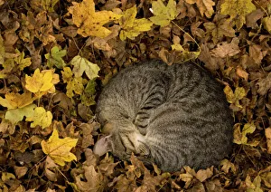 Tabby cat asleep amongst fallen field maple leaves Tabby cat asleep amongst fallen field maple leaves