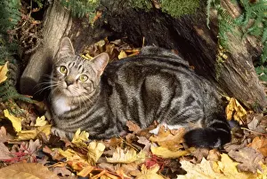 Tabby Cat Autumn Print