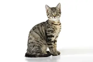 Mammals As Pets Information Prints: Tabby Cat - kitten