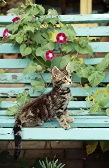 Ardea London Prints: Tabby Cat - kitten on bench