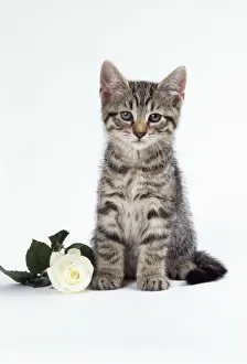 Cat Lover Home Decor Prints: Tabby Cat -kitten with rose