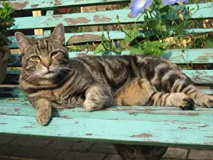 Ardea Wildlife Prints: Tabby Cat - Lying down on old bench