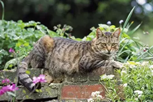 Feline Photography Prints: Tabby Cat - lying on wall