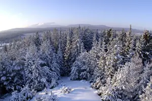 Russian Wilderness Scenery Prints: Taiga-forest and a view to Denezhkin Kamen mountain (1492m)