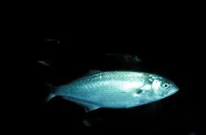 Wildlife Fish Photos Prints: Tailor Fish JPF19276