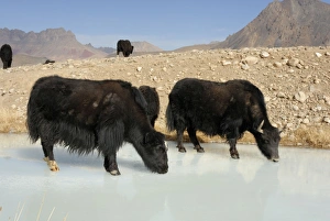 Tajikistan - Herd of Yak in Pamir mountain drinking at frozen pond - Murgab Tajikistan - Herd of Yak in Pamir mountain drinking at frozen pond - Murgab