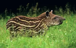 Prints of USH-1206 Tapir - young Tapir terrestris Duncan Usher Please note that prints are for personal display purposes only and may not be reproduced in any way. Tapir Prints: Tapir - young USH-1206 Print