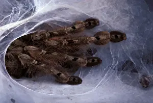 Ardea Wildlife Prints: Tarantula - at nest