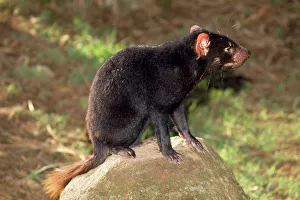 Tasmanian Devil - perched on rock enjoying sun Tasmanian Devil - perched on rock enjoying sun