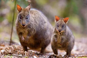 Tasmanian Pademelon - female adult and weaned young in rainforest Tasmanian Pademelon - female adult and weaned young in rainforest