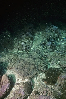 Tasselled Wobbegong Shark - camouflaged against sea floor Tasselled Wobbegong Shark - camouflaged against sea floor