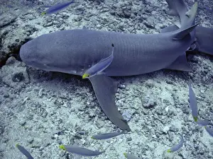 Nebrius ferrugineus Print, Shark Reef, Fiji Islands