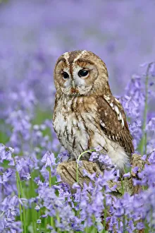 Tawny Owl - on tree stump in bluebell wood Tawny Owl - on tree stump in bluebell wood
