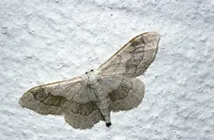 Australian Moths Prints: Tawny Wave Moth