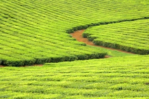 Tea Plantation - brightly green tea bushes stretch over a hilly landscape Tea Plantation - brightly green tea bushes stretch over a hilly landscape