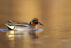 Teal - drake in early morning light swimming through golden coloured water Teal - drake in early morning light swimming through golden coloured water