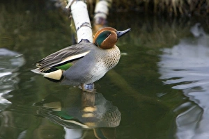 Teal - drake resting on branch in lake Teal - drake resting on branch in lake