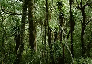 Tasmania Rainforest Prints: Temperate Rainforest with Pandanus