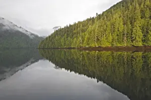 Temperate Rainforest Landscape Prints: Temperate rainforest - view of trees with reflection in estuary