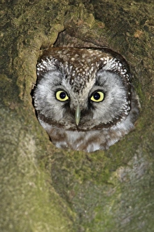 Tengmalms Owl - at nest entrance Tengmalms Owl - at nest entrance