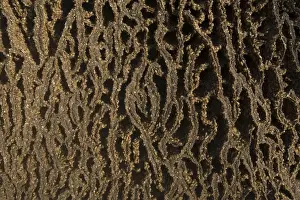 Kimberley Western Australia Prints: Termites adding to a mound, Mitchell Plateau, Kimberley, Western Australia