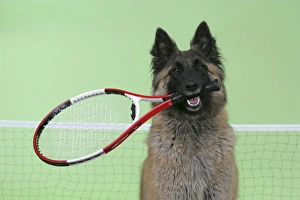 Tervuren / Belgian Shepherd Dog - holding tennis racket Tervuren / Belgian Shepherd Dog - holding tennis racket