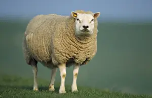 Agricultural Farming Images Prints: Texel Sheep - ewe