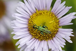 Thick-legged Flower Beetle - on Erigeron Daisy Flower Oedemera nobilis Essex, UK IN001101 Date: 20-Jun-19 Thick-legged Flower Beetle - on Erigeron Daisy Flower Oedemera nobilis Essex, UK IN001101 Date: 20-Jun-19